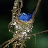 Un gobe-mouche au nid en Malaisie (parc national de Taman Negara) © Jean Barbery