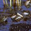 Ponte de grenouilles rousses dans un étang du Sundgau © Jean Barbery