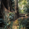 Les contreforts d’un Tualang (Compassia excelsia) en Malaisie © Jean Barbery