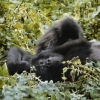 Gorille de montagne (Rwanda) © Jean Barbery