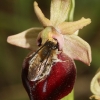 eucera-longicornis-sur-un-ophrys-dhelene-gr-peloponnese