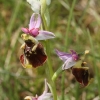 ophrys-bourdon_bollenberg-68