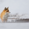 renard