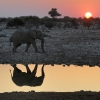 L'éléphant au point d'eau © Alain Balestreri