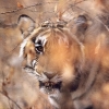 Tigre dans la foret seche © Alain Balestreri