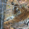 Tigresse du Bengale au parc national de Kanha (Inde) © Jean Barbery