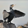 cormorand_1