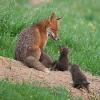 Famille de renards